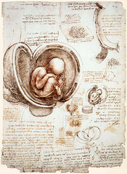Leonardo_Embryo_and_Womb_c_1511.jpg