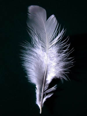 WhiteFeather.jpg